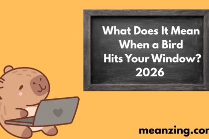 Bird Hits 2026
