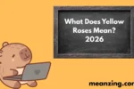 Yellow Roses2026