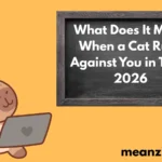 Cat Rubs Against2026